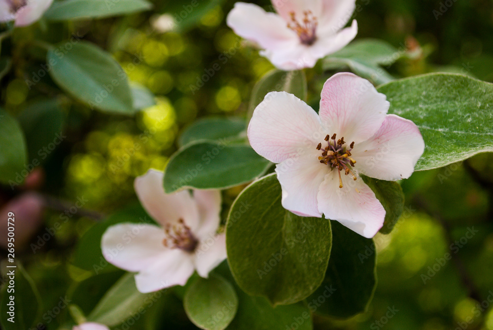 Pink flowers of apple tree close up Pink flowers of apple tree close up
