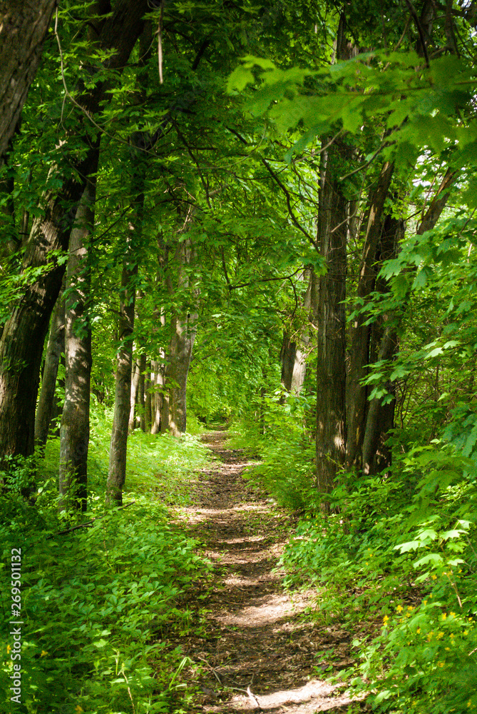 Obraz premium Forest trail between large green trees.