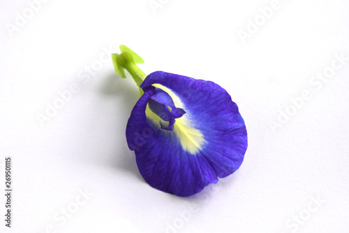 blue iris on white background
