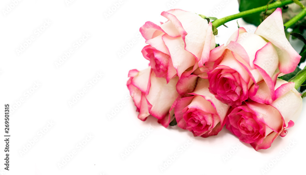 beautiful rose flower with red petal beautiful rose flower with red petal
