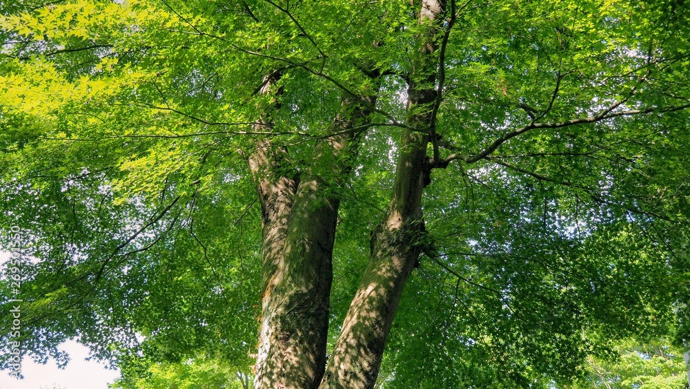 Obraz premium 新緑の時期の落葉樹