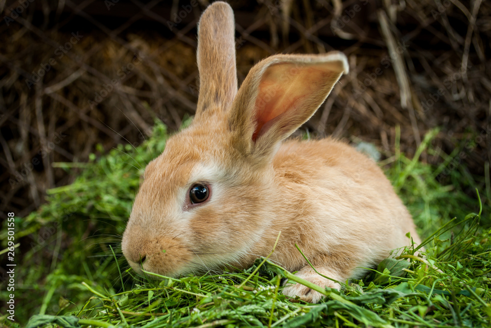 Fototapeta premium The red rabbit is sitting on the green grass.