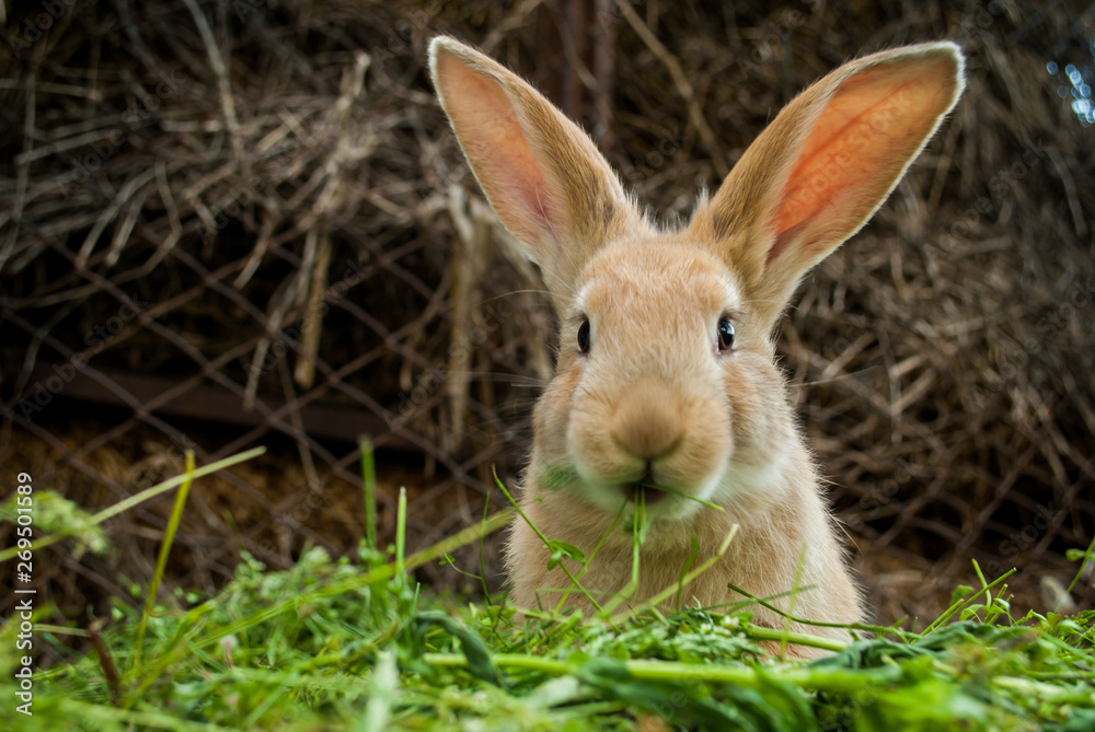 The red rabbit is sitting on the green grass. The red rabbit is sitting on the green grass.