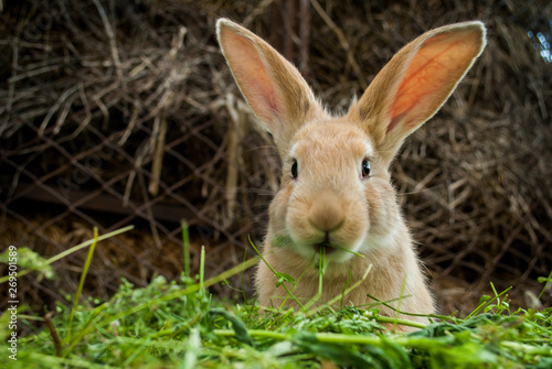 The red rabbit is sitting on the green grass.