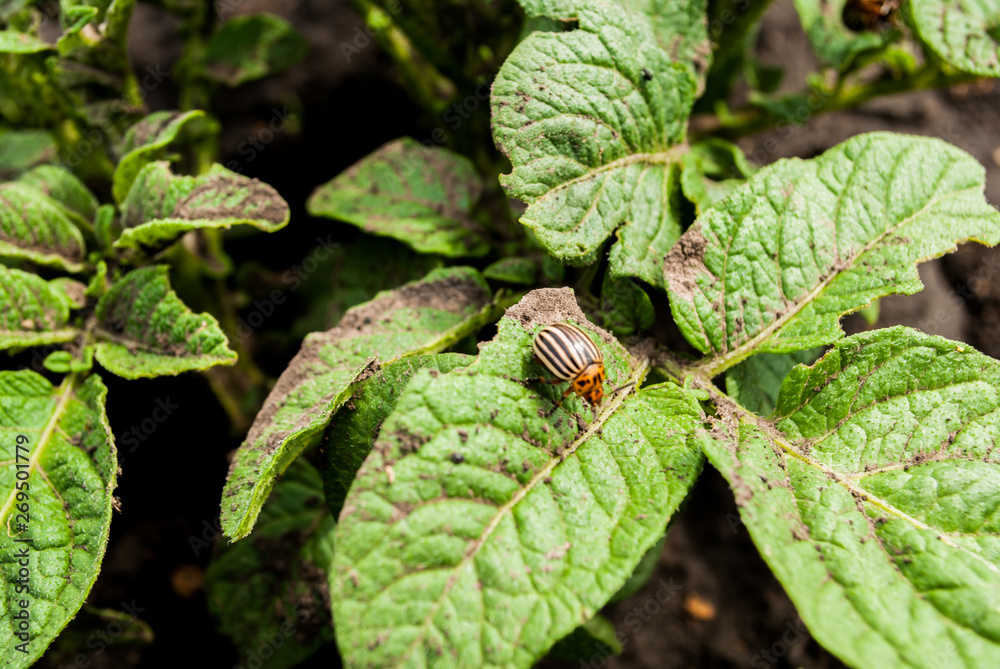 The Colorado potato beetle sits on a potato bush. The Colorado potato beetle sits on a potato bush.