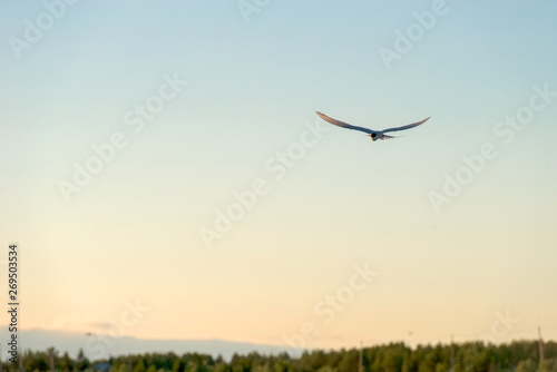 Sea gull soars in the sky above the sea © Konstantin