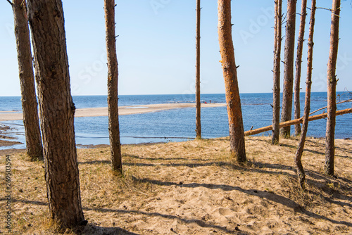 pine forest at Baltic Sea. Typical Latvia sea coast