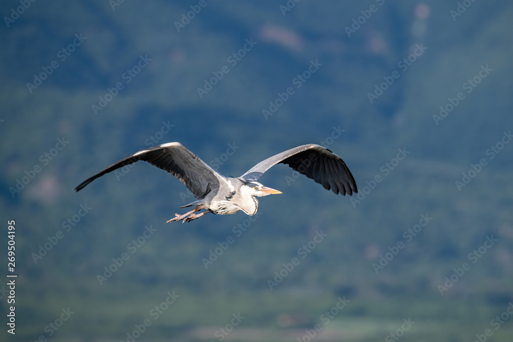 Fototapeta premium Grey heron (Ardea cinerea) in flight against blue sky