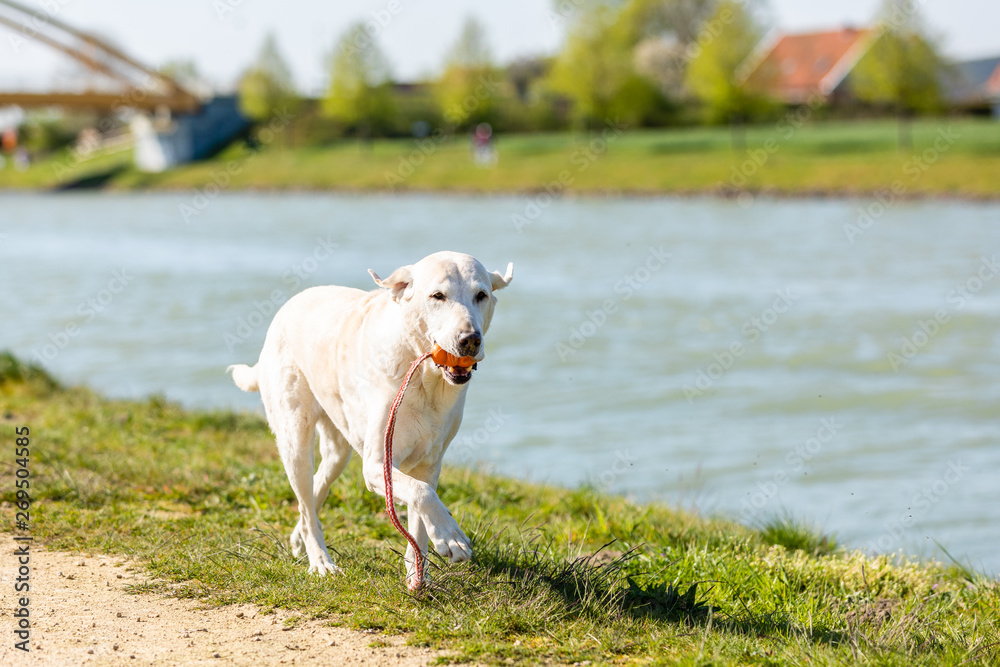 Labrador is playing on a path