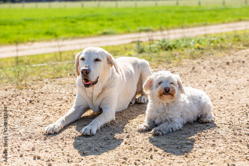 Coton de Tulear and labrador outdoors in the sun Coton de Tulear and labrador outdoors in the sun