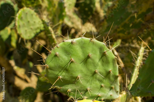 bright green leaf of a cactus with needles close-up on a blurred background of a bush