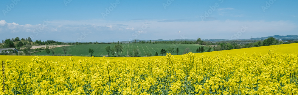 custom made wallpaper toronto digital安平町の菜の花畑とモンシロチョウ（Canola field and  white butterfly in Abira Town）