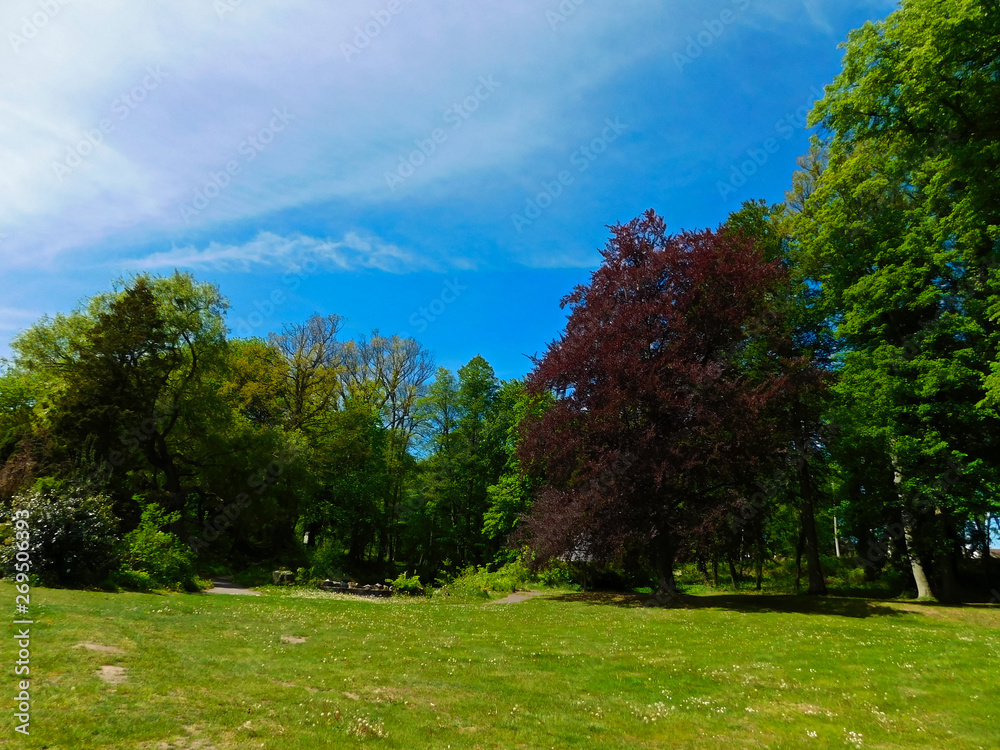 Bäume und Sträucher im Park