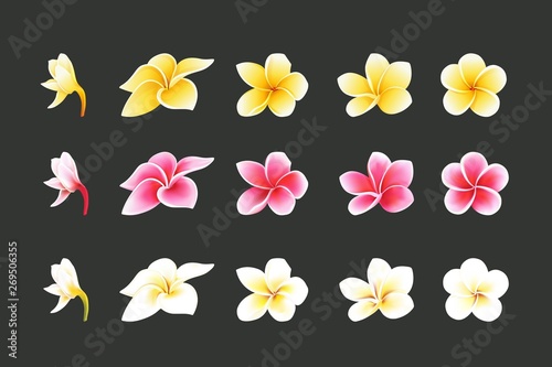 White, Pink and yellow Plumeria Flowers set in realistic style elements set