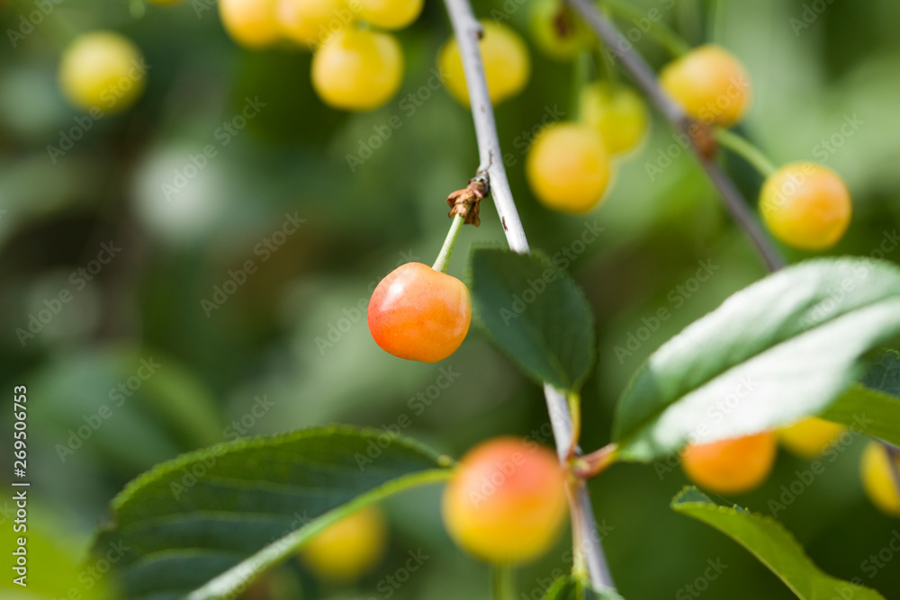 Ripe and unripe cherry on a branch in garden. close up Ripe and unripe cherry on a branch in garden. close up