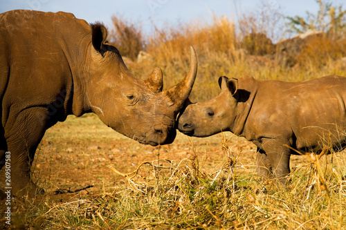 Rhino and calf  South Africa