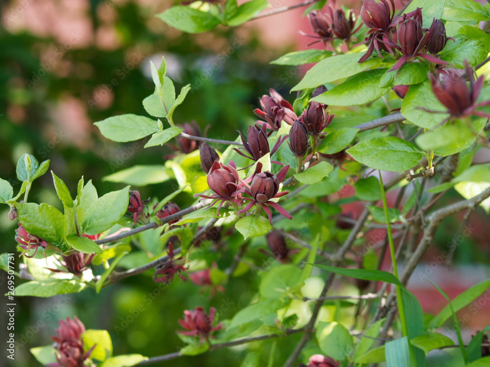 (Calycanthus floridus) Arbre aux anémones ou calycanthe, bel arbuste décoratif aux grosses fleurs capsules brun-rouge parfumées (Calycanthus floridus) Arbre aux anémones ou calycanthe, bel arbuste décoratif aux grosses fleurs capsules brun-rouge parfumées
