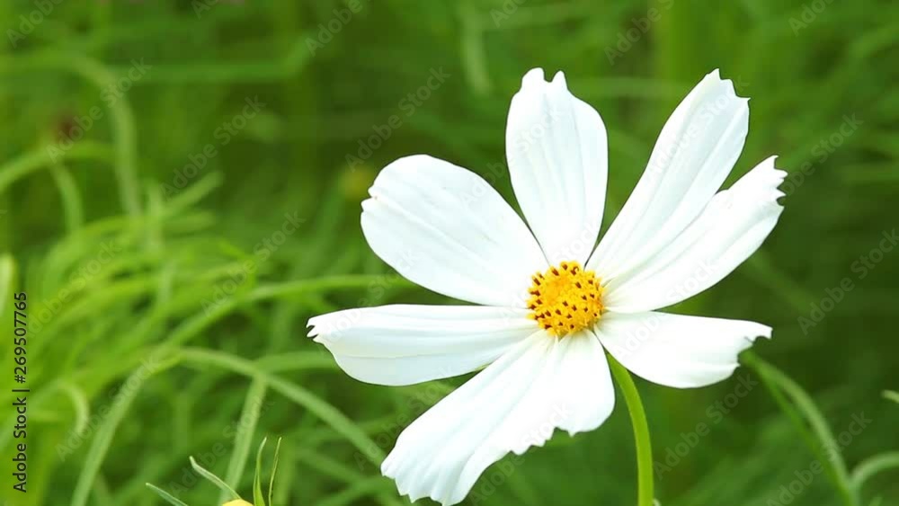 Cosmos flowers in the field of Chiangmai province countryside Thailand Cosmos flowers in the field of Chiangmai province countryside Thailand