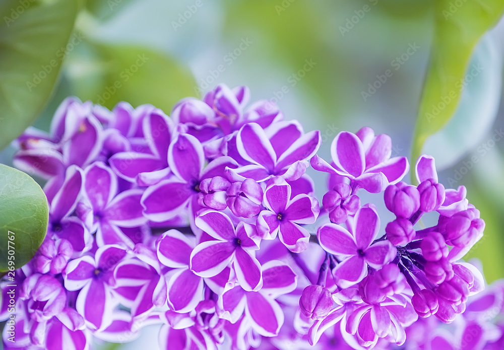 Magnificent bloom of lilac flowers in the garden. Natural spring garden background. The original variety of lilac. Magnificent bloom of lilac flowers in the garden. Natural spring garden background. The original variety of lilac.