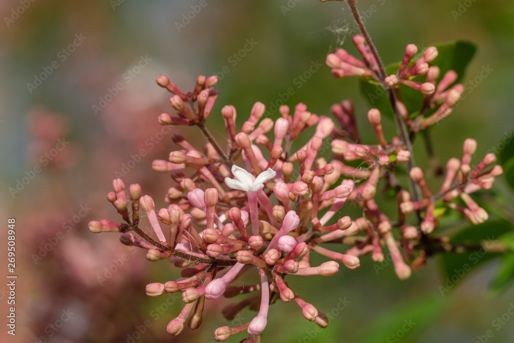 Geschlossene Fliederblüten (Syringa vulgaris) Geschlossene Fliederblüten (Syringa vulgaris)