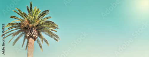 panoramic view on leaf of a palm tree in the sky
