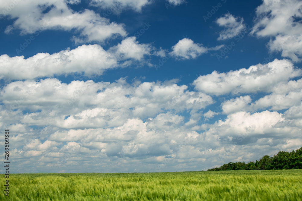 Green wheaten sprouts are in the field and beautiful cloudy. Spring landscape. Green wheaten sprouts are in the field and beautiful cloudy. Spring landscape.
