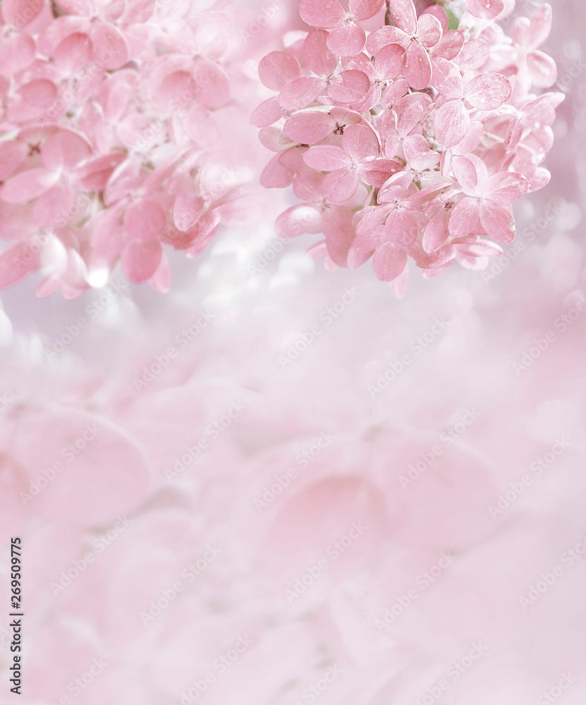 Fototapeta premium The lush bloom of pink hydrangea in the garden. Artistic tender photo.