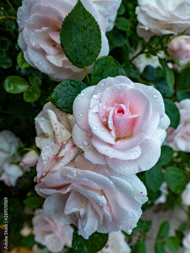 Pink rose blossom in early spring with nice fragrance in the green garden and water drops on petals