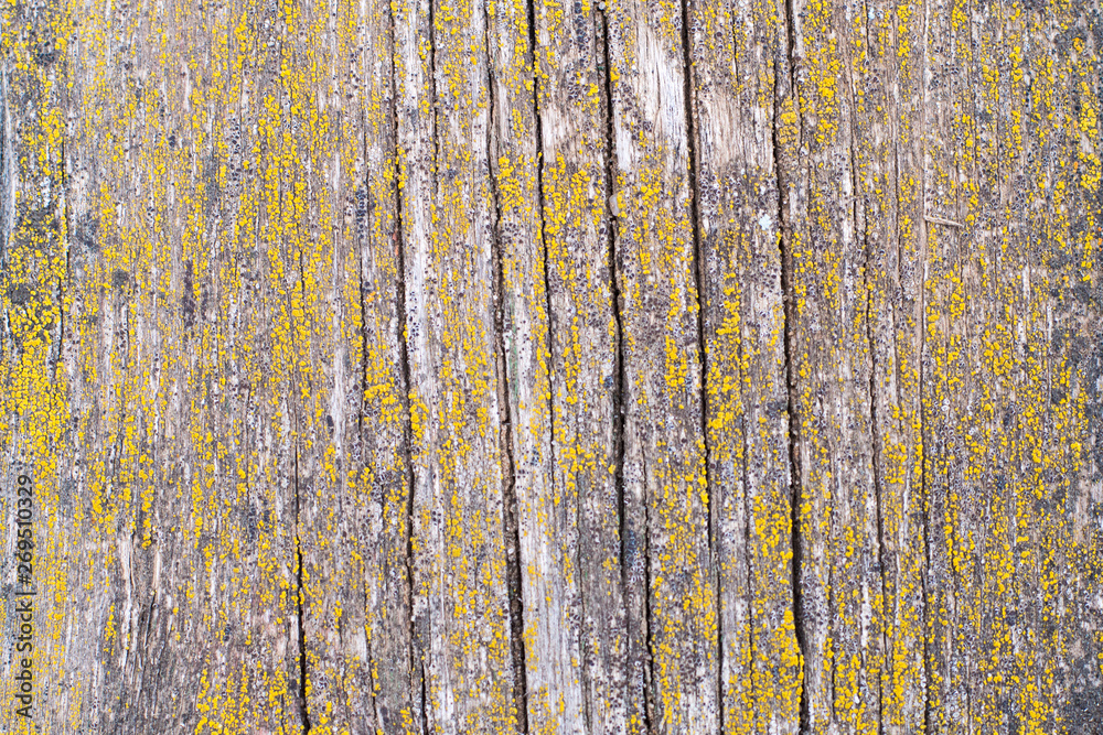Obraz premium Old wood wall texture or background