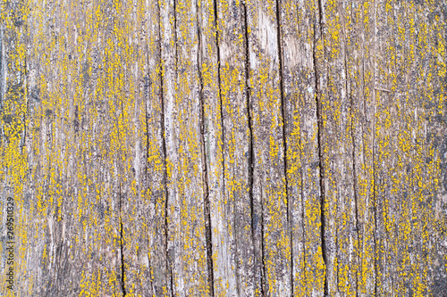 Old wood wall texture or background
