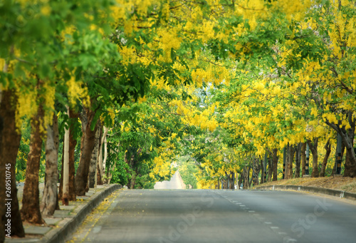 Golden shower tree tunnel road : Khon Kaen, Thailand