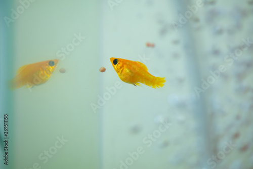 Little Molly fish, Poecilia latipinna in fish tank or aquarium. photo