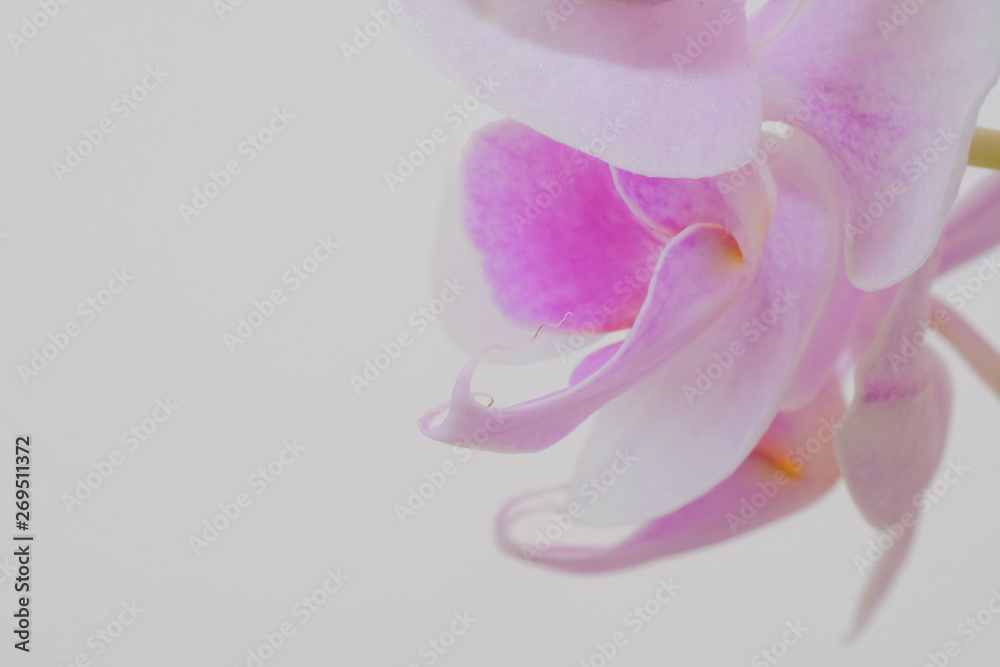 pink orchid flower closeup at airy atmosphere
