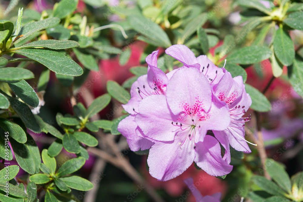 The aroma of flowering azaleas of white, pink, red, bard colors is spread all over the greenhouse. The aroma of flowering azaleas of white, pink, red, bard colors is spread all over the greenhouse.