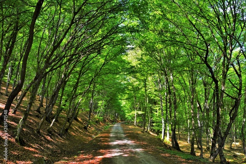 a forest road through the green forest