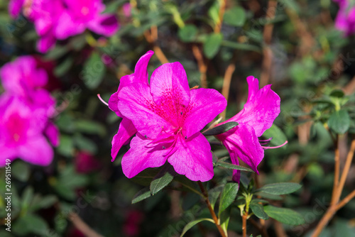 The aroma of flowering azaleas of white, pink, red, bard colors is spread all over the greenhouse.