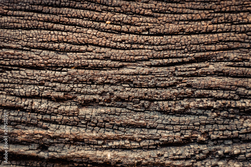 Tree bark texture background. natural.