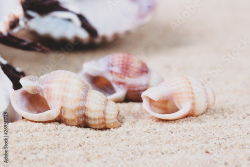 various seashells in the sand in the studio