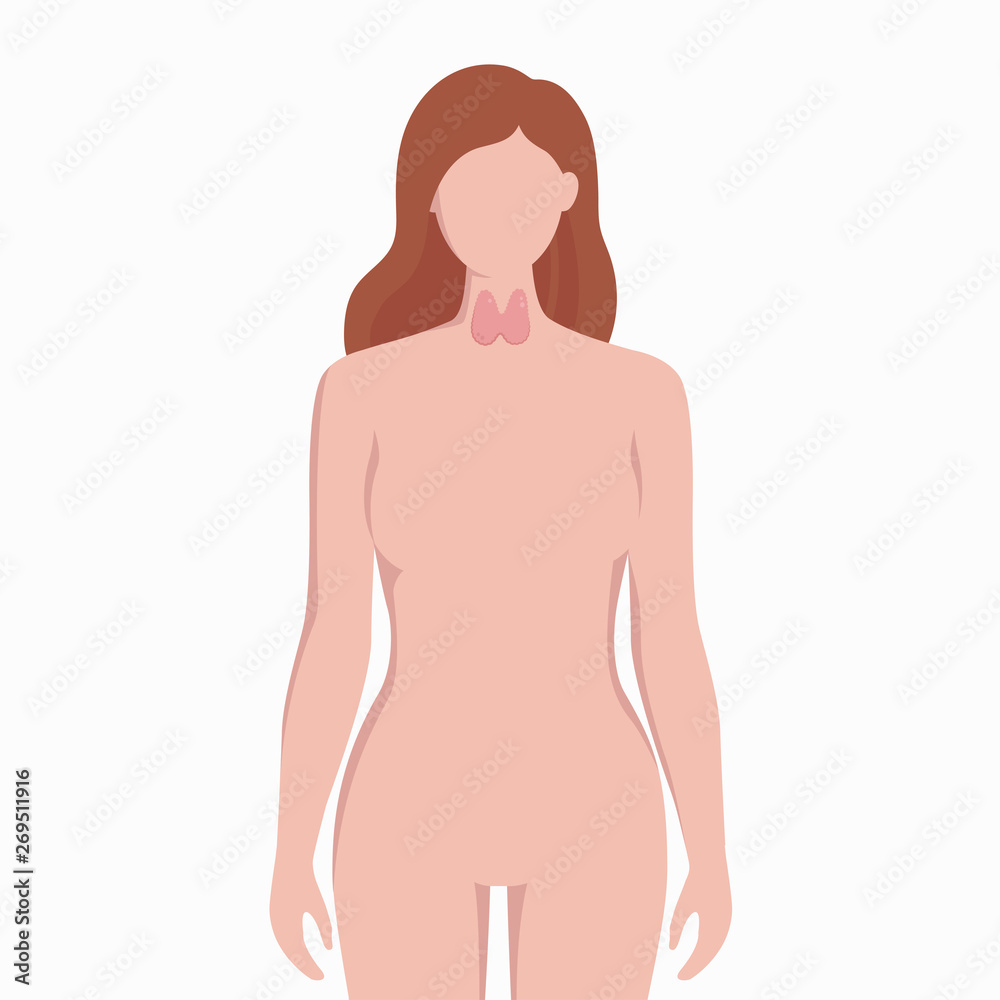 Thyroid on woman body silhouette vector medical illustration isolated on white background. Human inner organ placed in bady infographic elements in flat design. Thyroid on woman body silhouette vector medical illustration isolated on white background. Human inner organ placed in bady infographic elements in flat design.