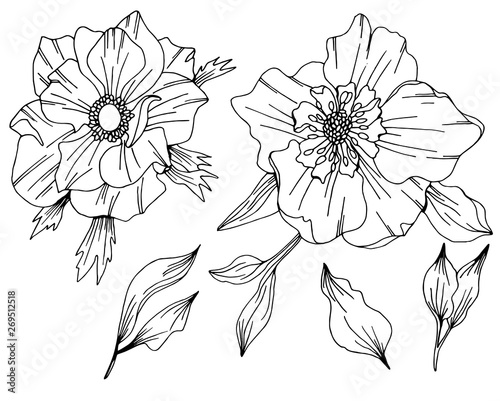 Anemone vector flower artwork