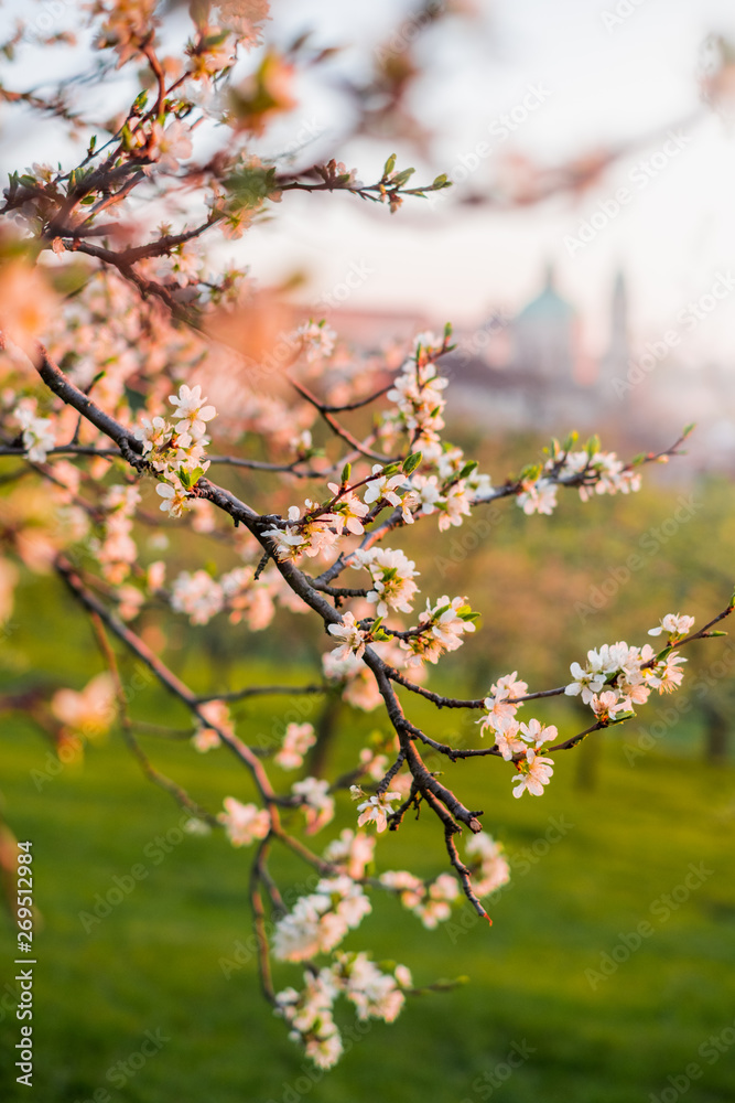 Morning in Prague