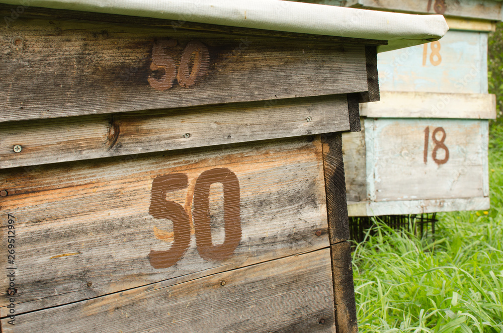 apiary with the hives, beekeeping and spring nature apiary with the hives, beekeeping and spring nature