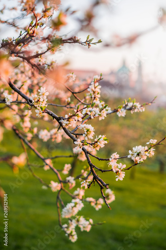 Morning in Prague