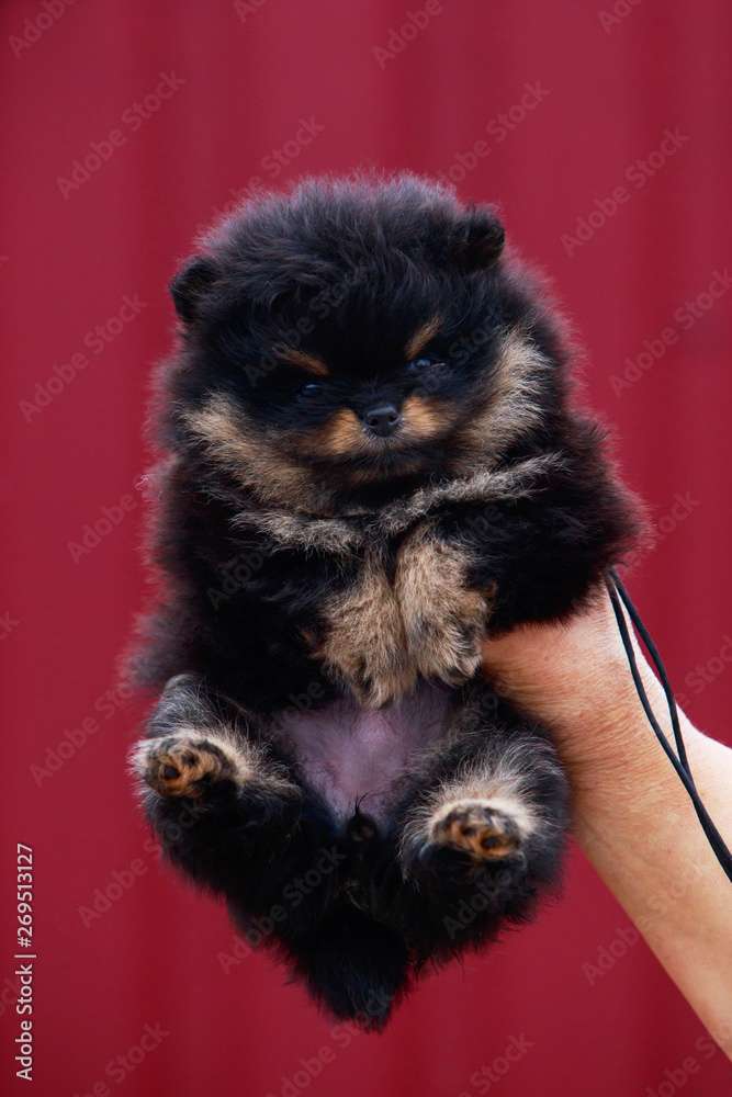 the dog breed pomeranian spitz the dog breed pomeranian spitz
