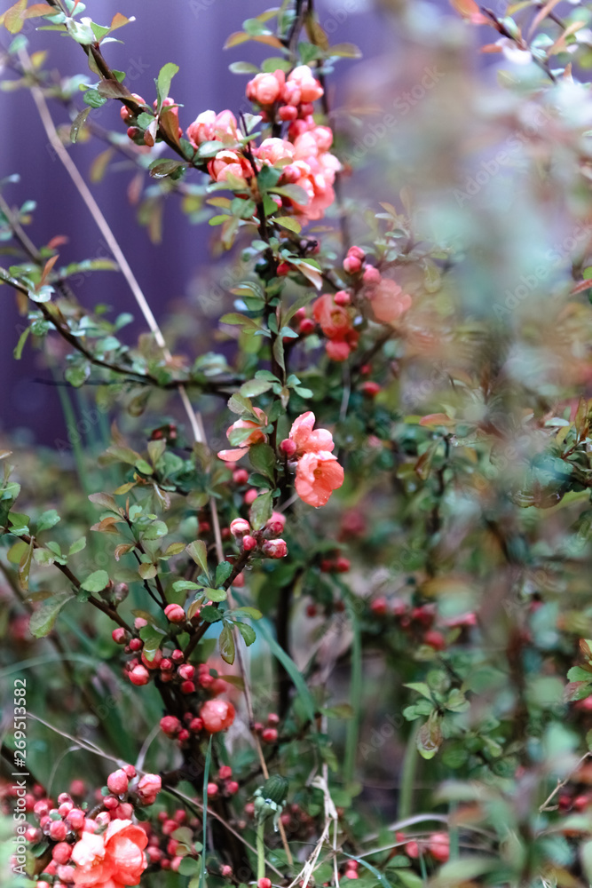 red berries on a tree