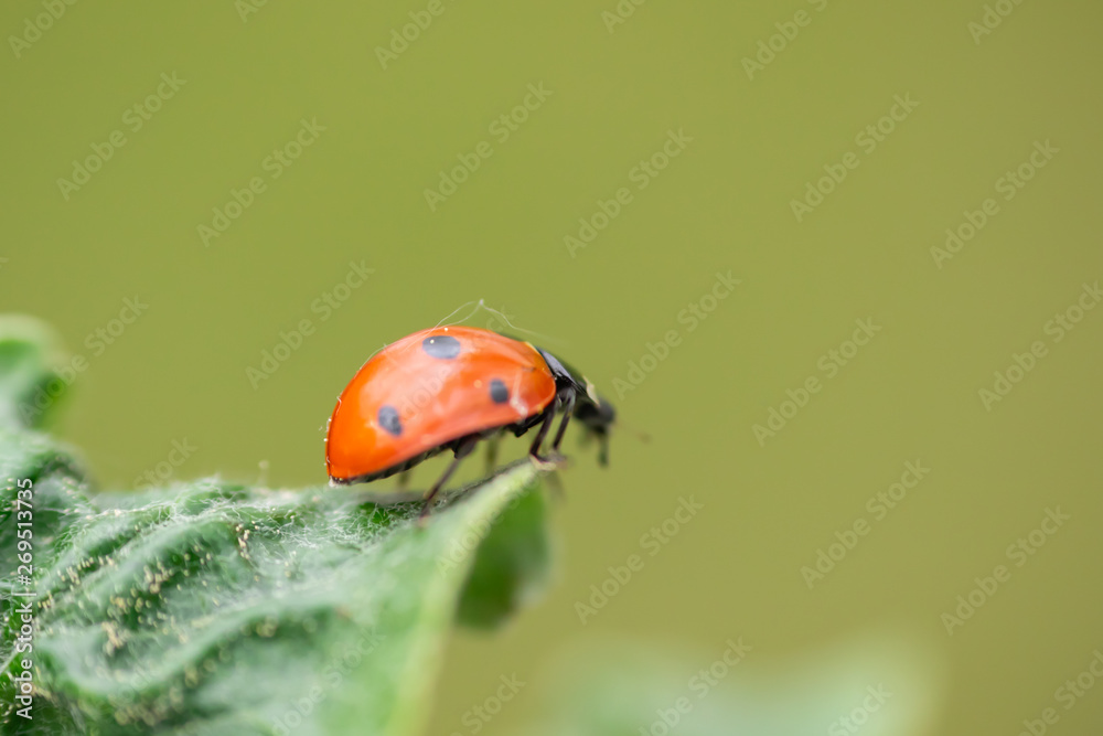Fototapeta premium Red ladybug on apple tree flower macro close-up