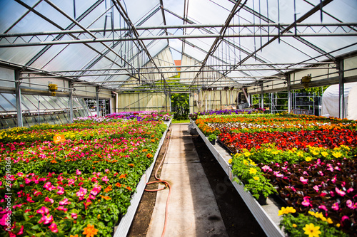 Flowers in the glasshouse in a garden center