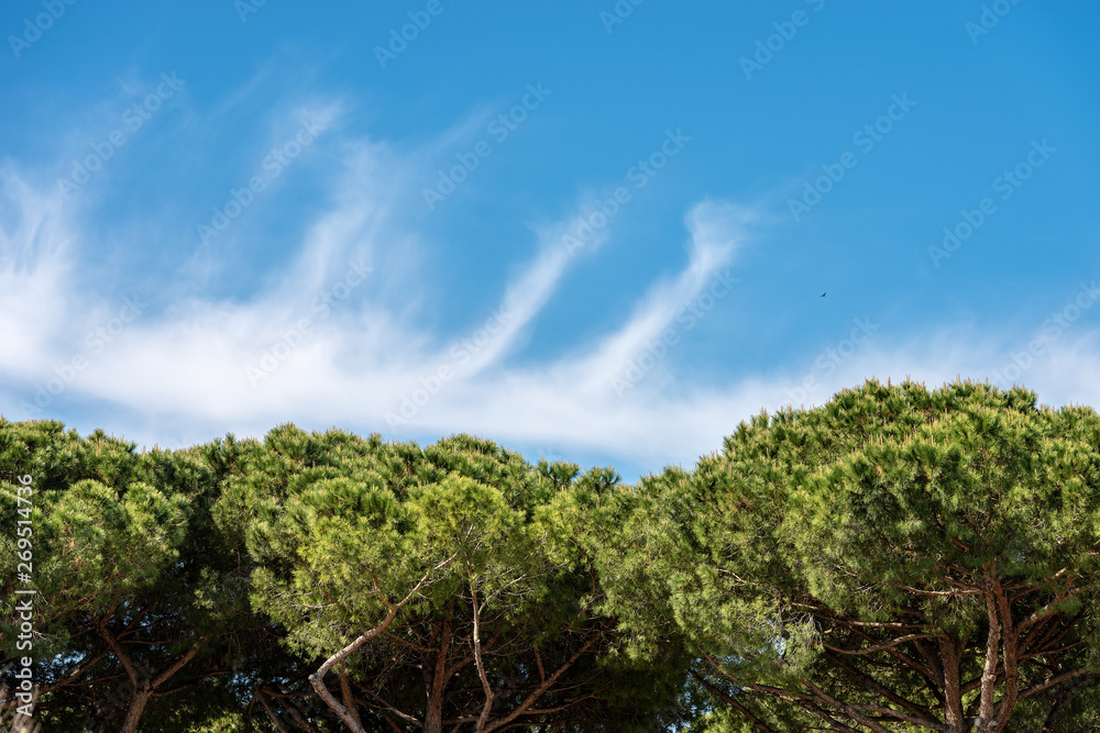 Forest with maritime pines - Ostia Antica Rome Italy