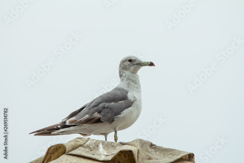 seagulls sitting on a roof with a gray sky background