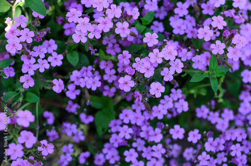 Top view of the saponaria flowers planted in the garden, many purple colour flower field background Top view of the saponaria flowers planted in the garden, many purple colour flower field background